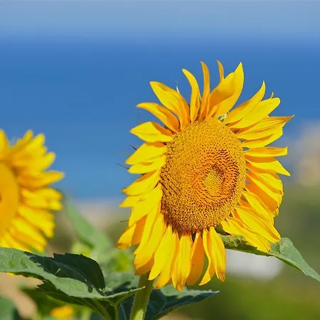 Petrino بيت ضيافة Ambrami