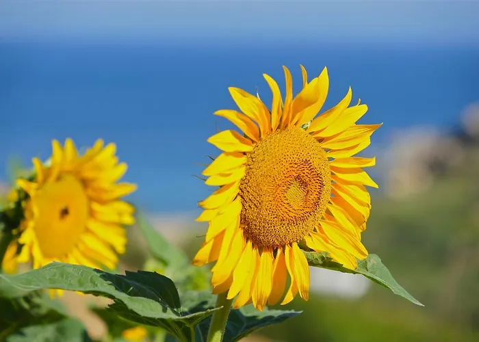 Petrino 게스트하우스 Ambrami